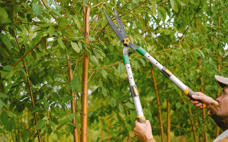 Tree trimming in Underwood, IN